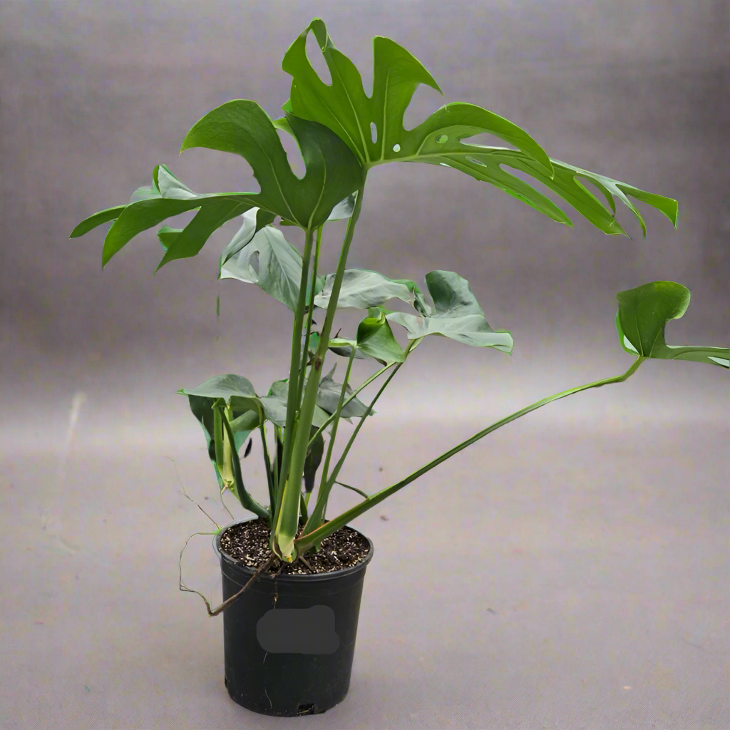 Split Leat Monstera