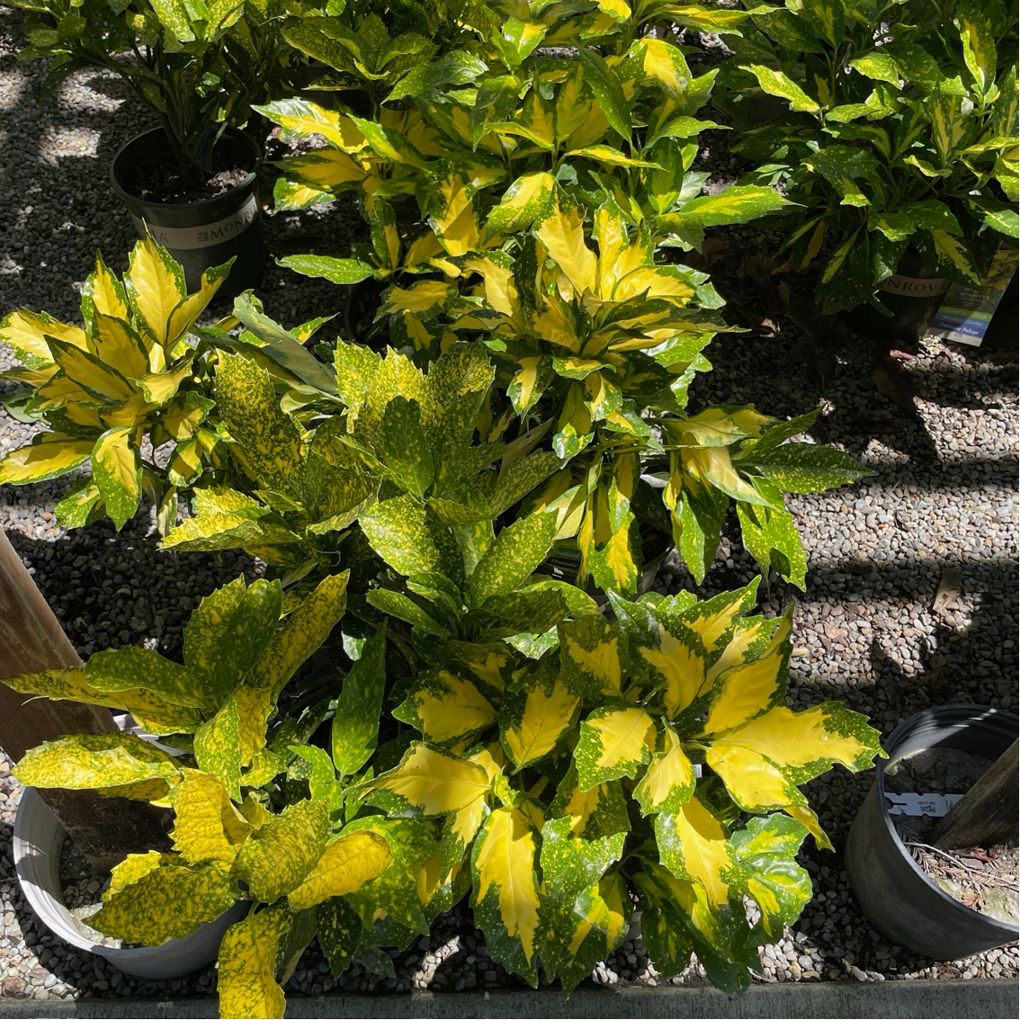 Spotted Laurel