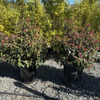 Two potted Spring Bouquet Viburnum plants with green foliage and small red flowers on a gravel surface with trees in the background.