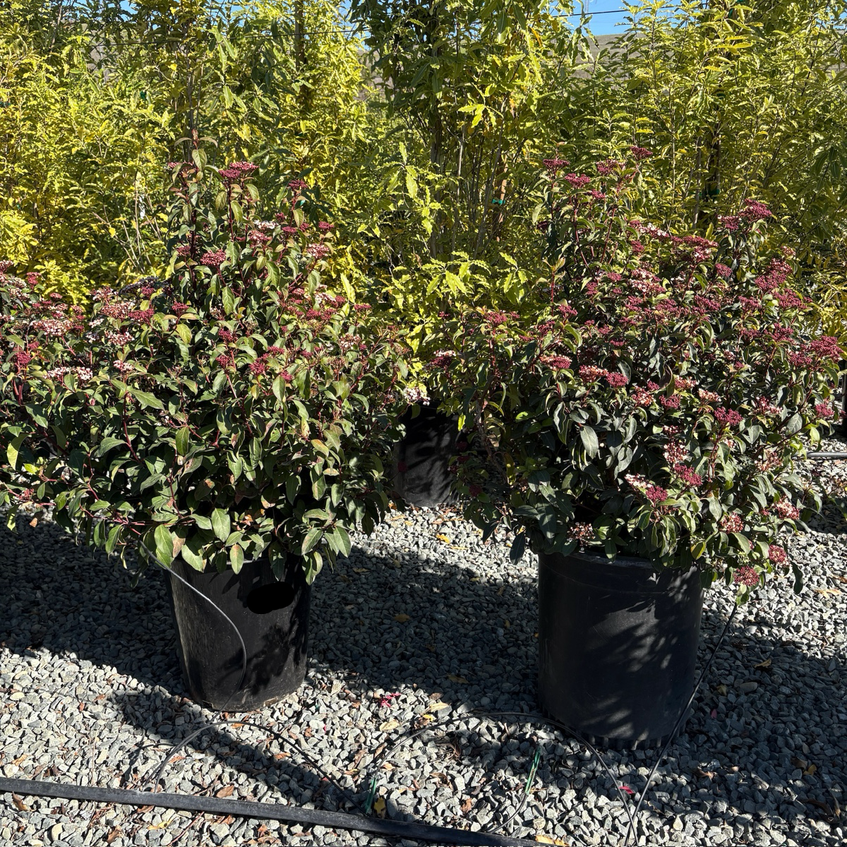 Two potted Spring Bouquet Viburnum plants with green foliage and small red flowers on a gravel surface with trees in the background.