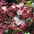 Close-up of Spring Bouquet Viburnum pink and white flowers with green leaves