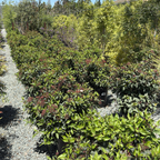 Row of Spring Bouquet Viburnum shrubs with red berries on a gravel path