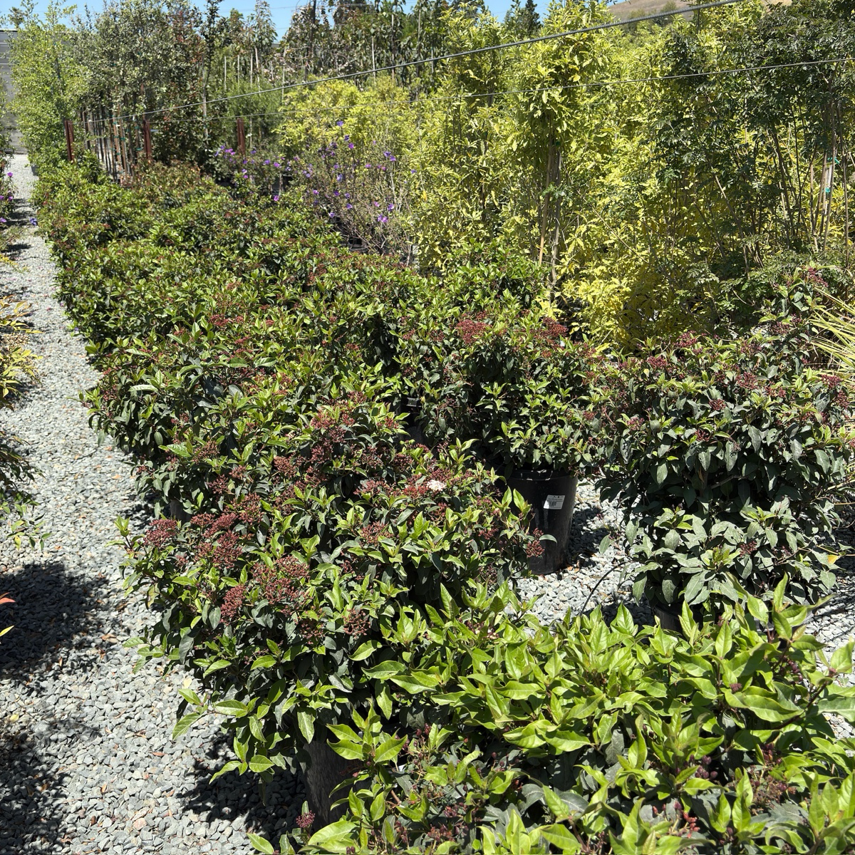 Row of Spring Bouquet Viburnum shrubs with red berries on a gravel path