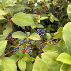 Close-up of Spring Bouquet Viburnum green leaves and blue berries on a bush