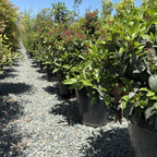 Row of potted Spring Bouquet Viburnum plants on a gravel path with trees in the background