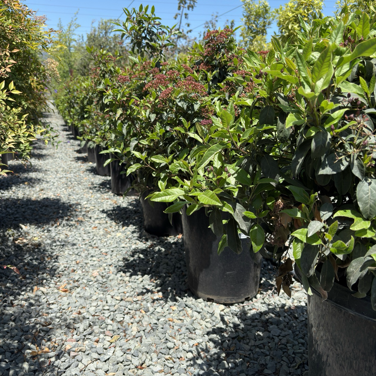 Row of potted Spring Bouquet Viburnum plants on a gravel path with trees in the background