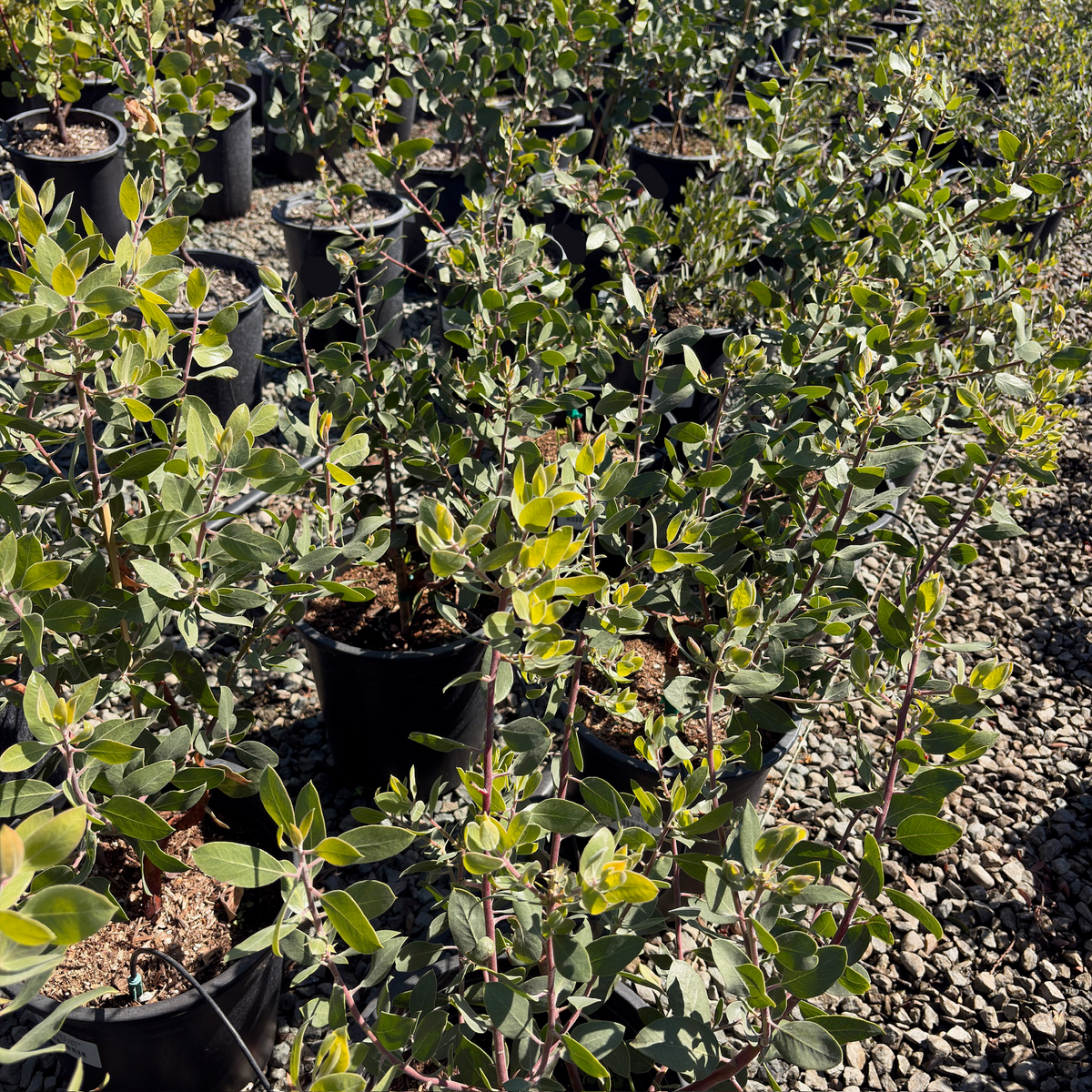 St. Helena Manzanita
