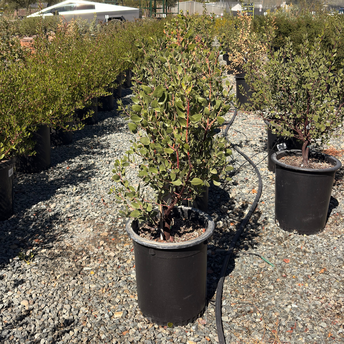 St. Helena Manzanita