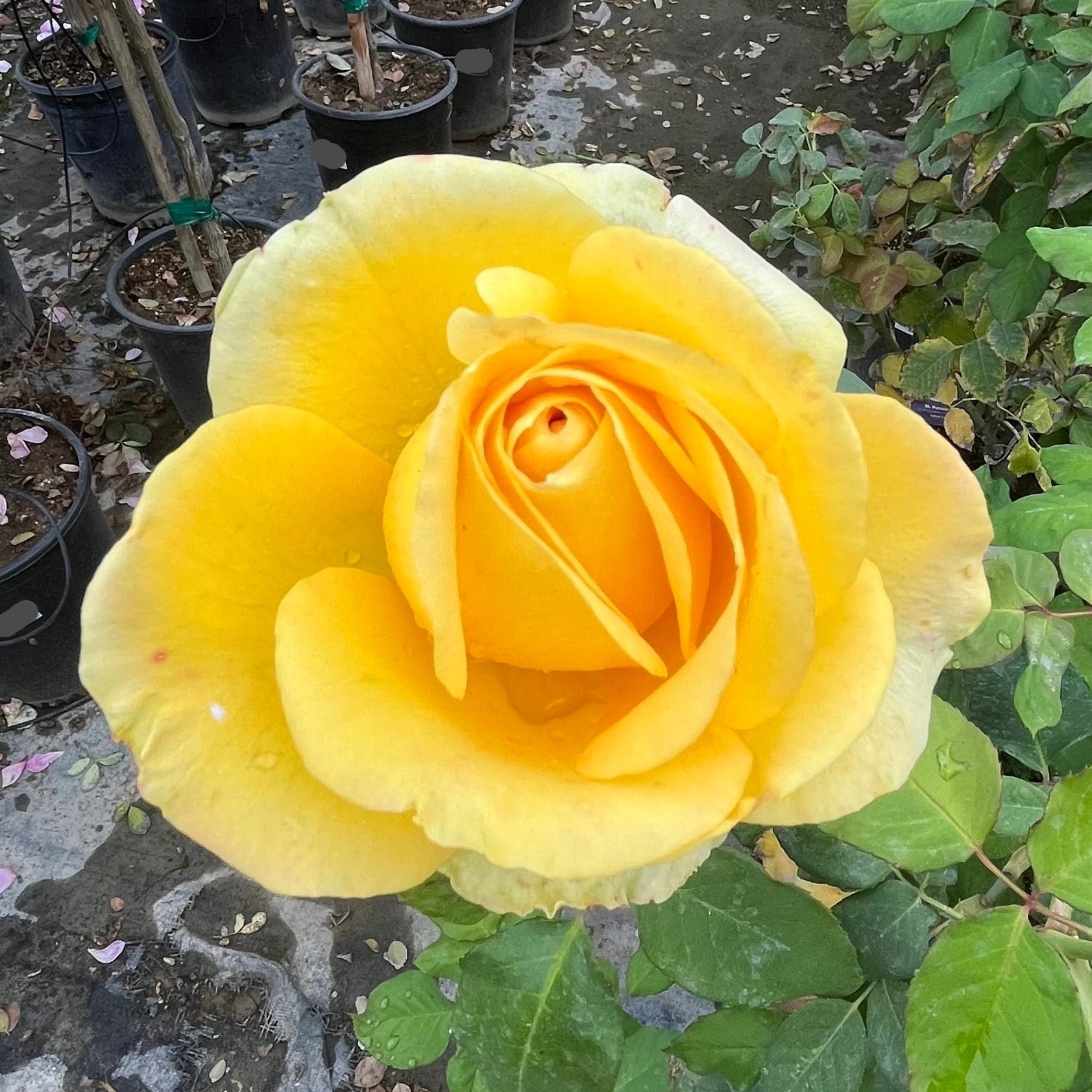 St. Patrick Hybrid Tea Rose