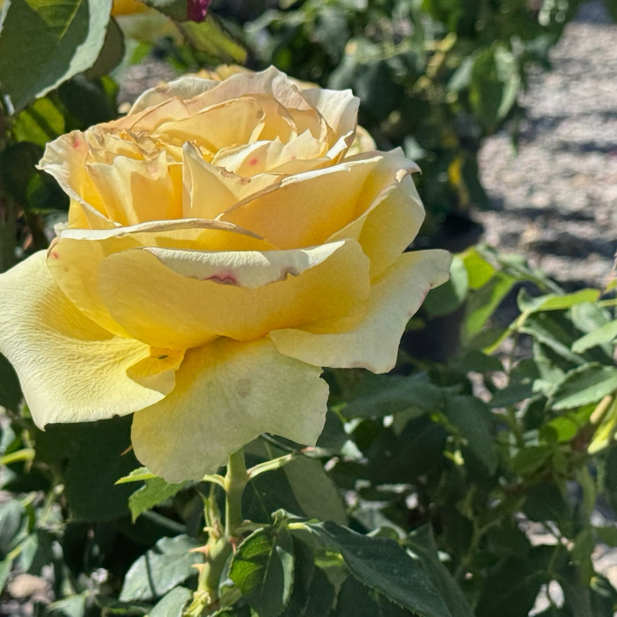 St. Patrick Hybrid Tea Rose