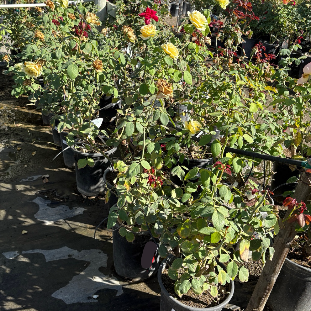 St. Patrick Hybrid Tea Rose