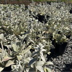 Stachys byzantina