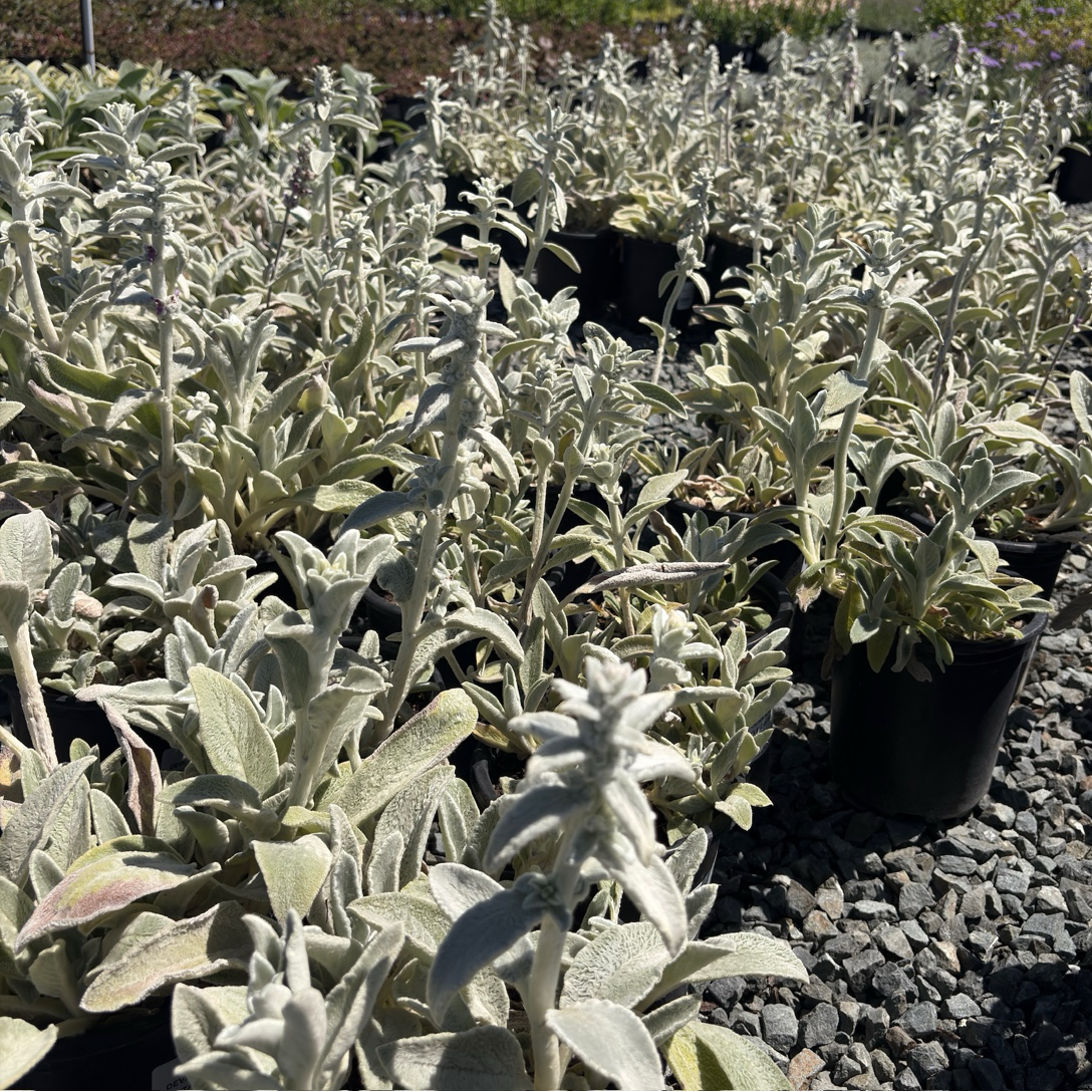 Stachys byzantina