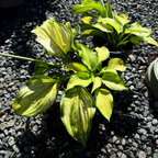Stained Glass  Plantam Lily