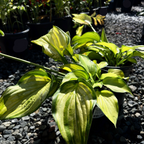 Stained Glass  Plantam Lily