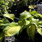 Stained Glass  Plantam Lily