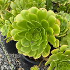 Stalked Aeonium