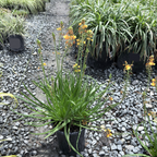 Stalked Bulbine