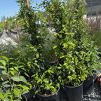 Star Jasmine
