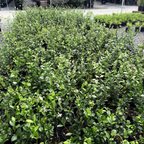 Star Jasmine