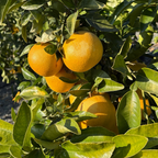 Star Ruby Grapefruit