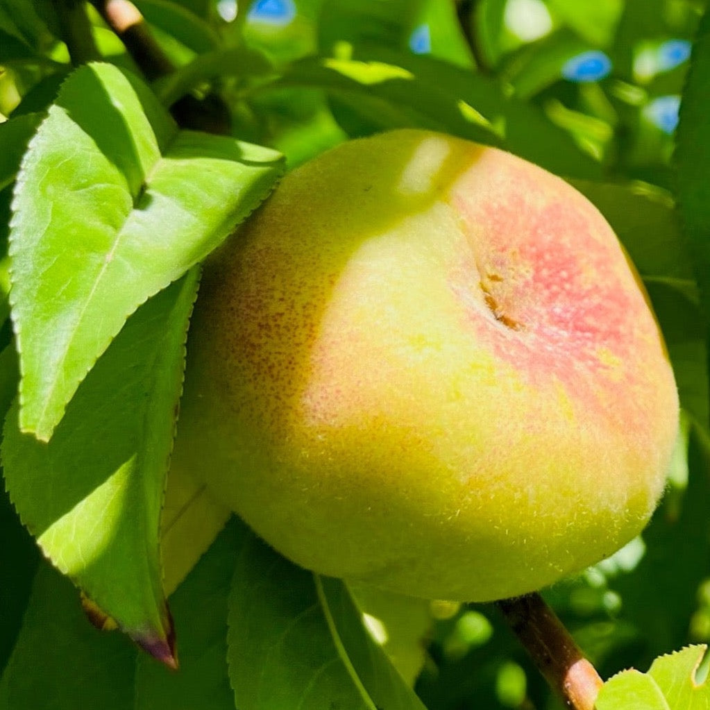 Stark Saturn Dounut Peach