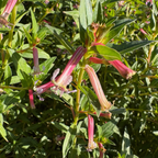 Pink flowers with green leaves on Starlight Cigar Plant