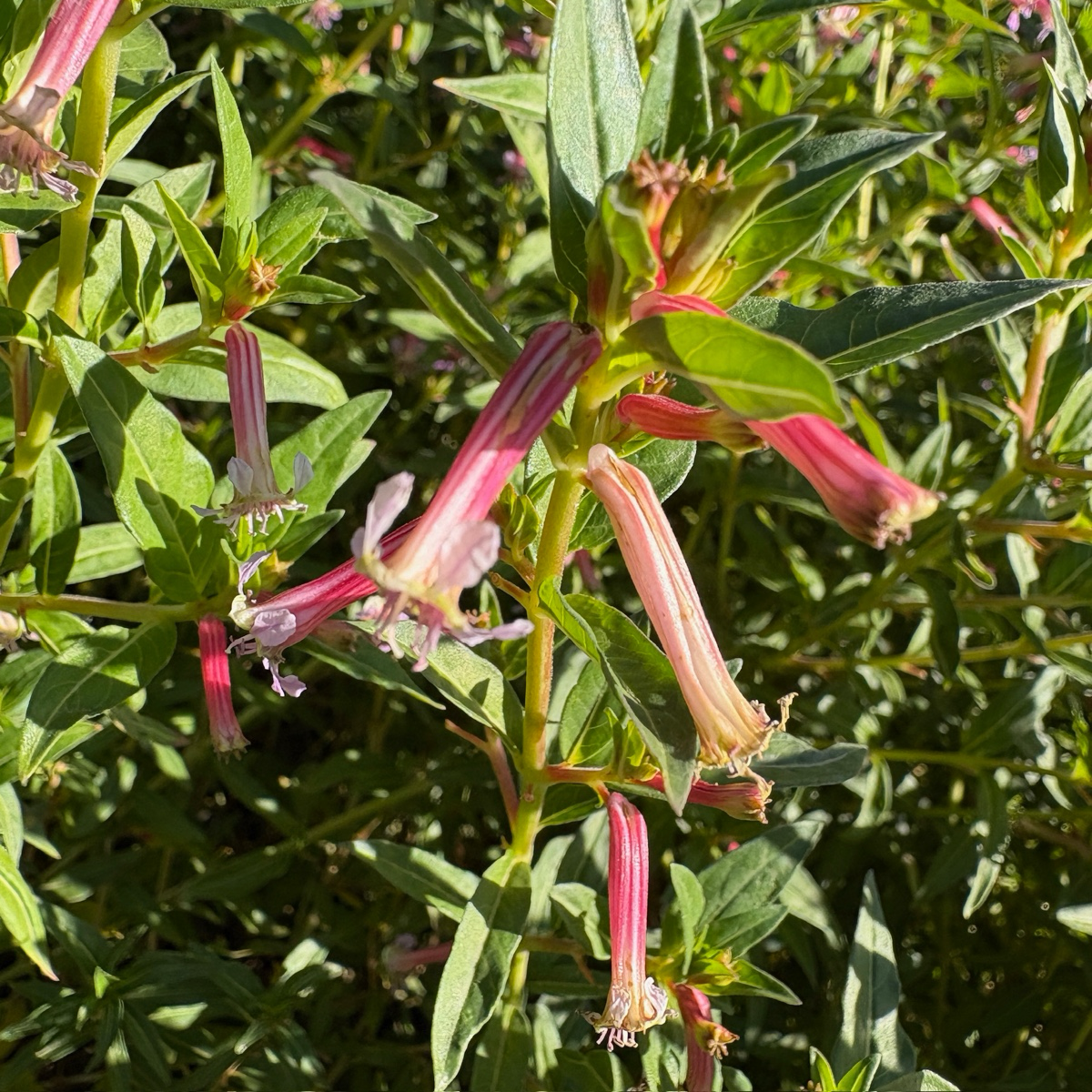 Pink flowers with green leaves on Starlight Cigar Plant