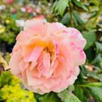 State of Grace Grandiflora Rose
