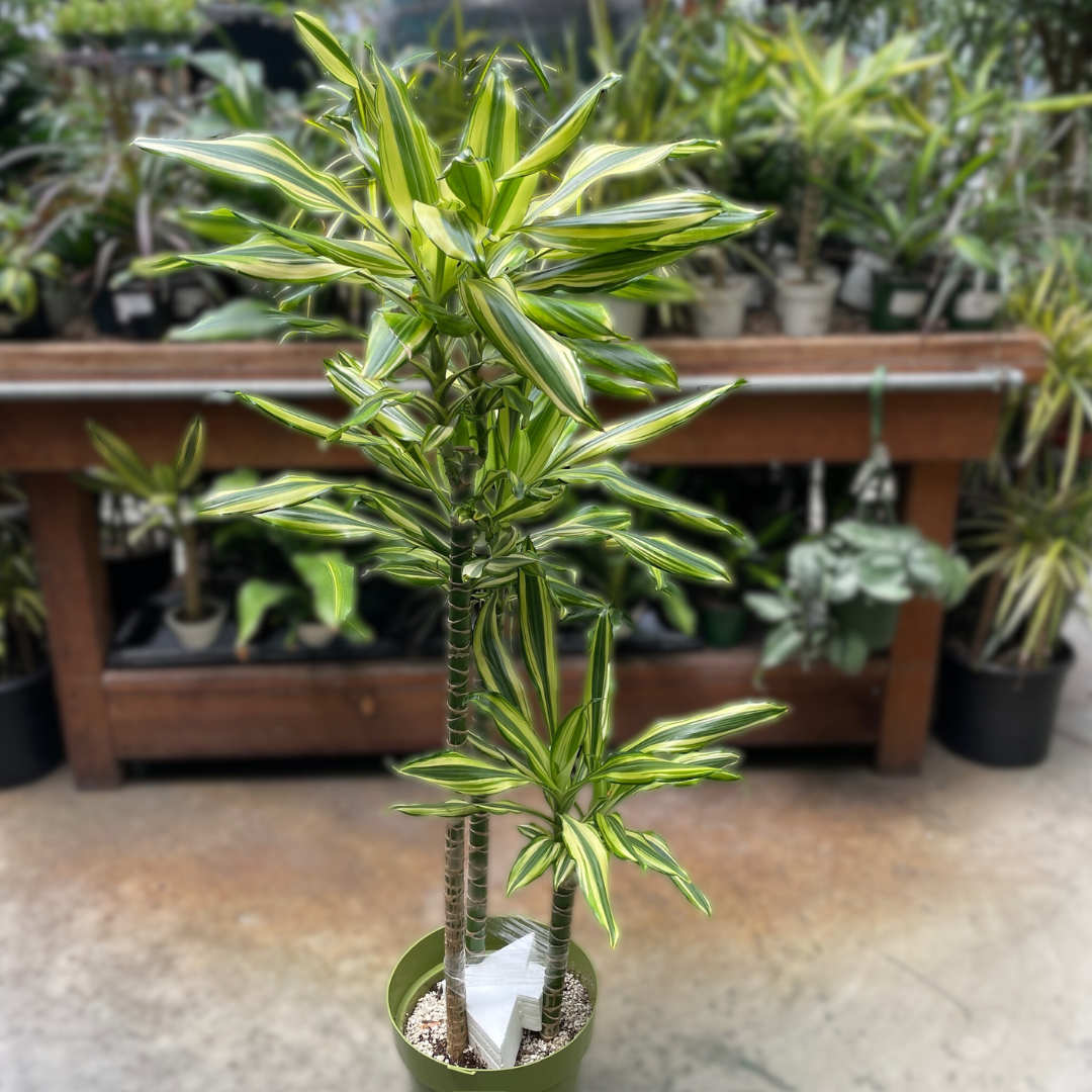 dracaena 中文 花叶龙血树