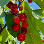 Stella Sweet Cherry