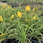 Stella de Oro Daylily