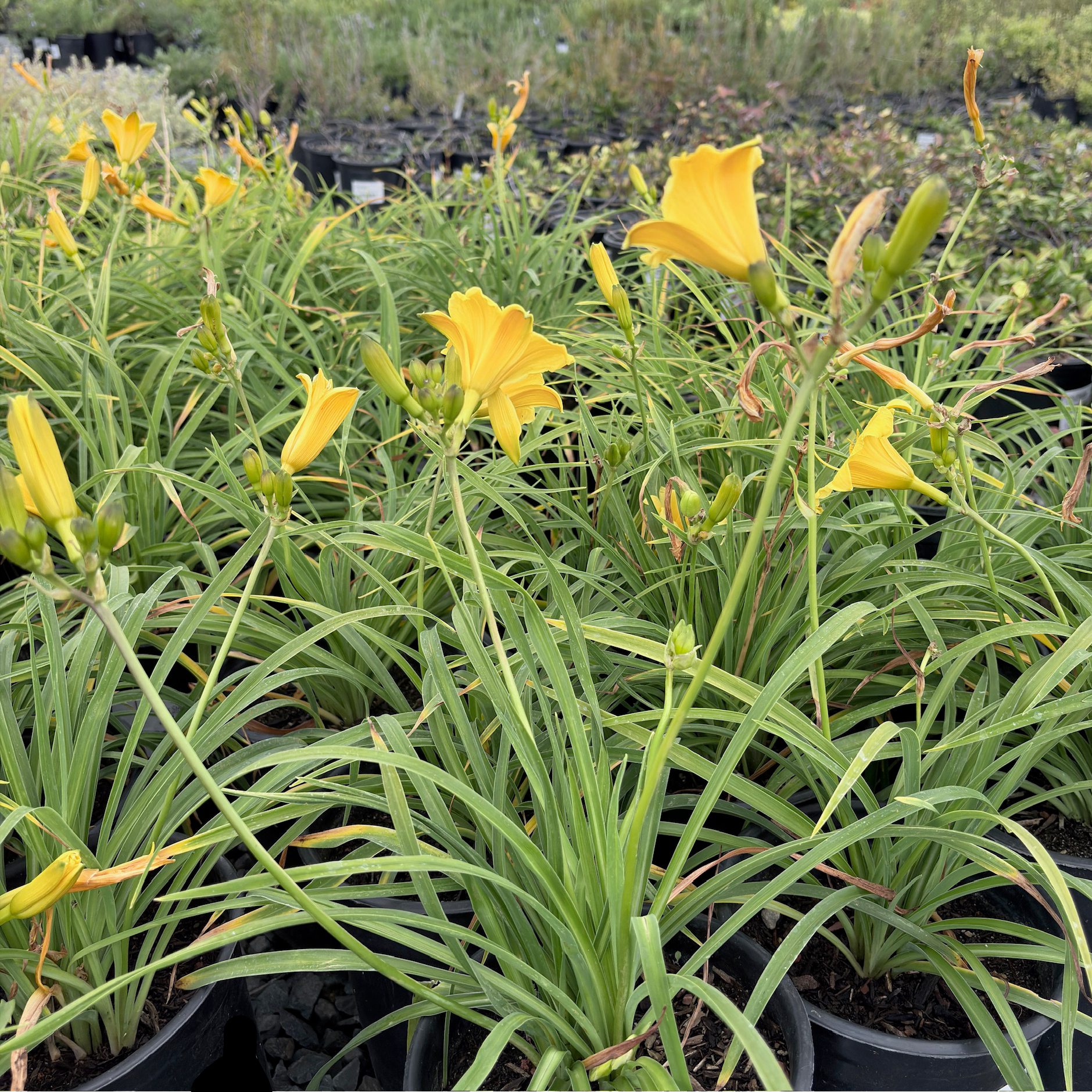 Stella de Oro Daylily