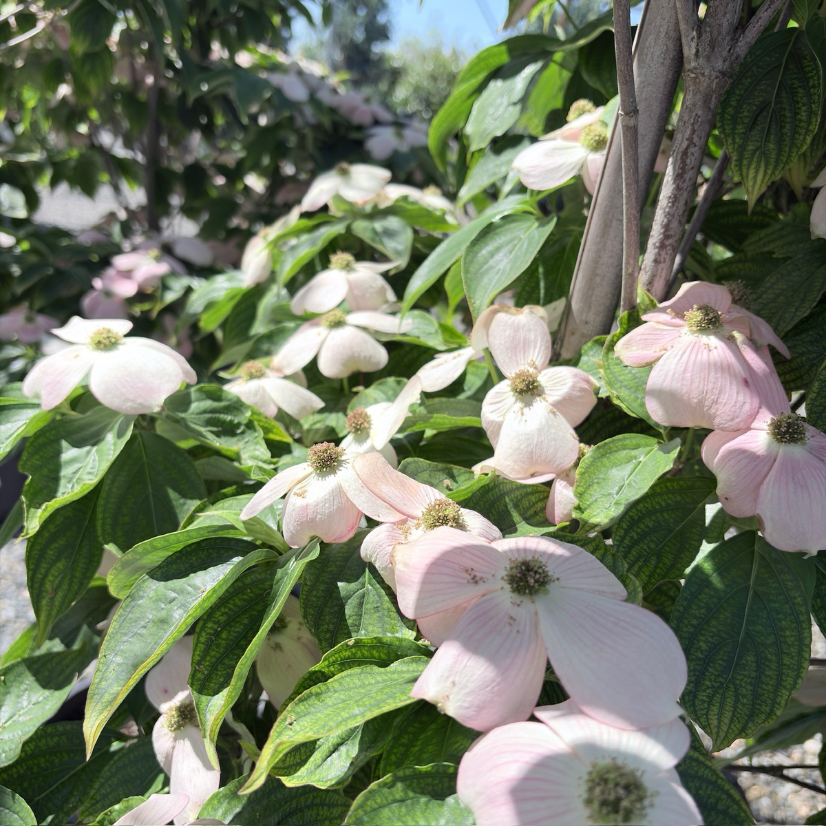 Stellar Pink Dogwood