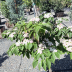 Stellar Pink Dogwood