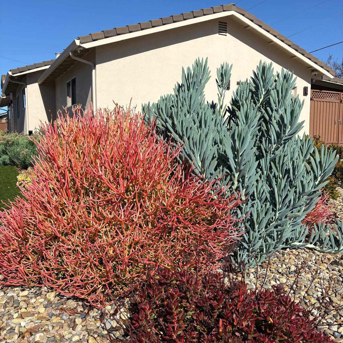 Sticks on Fire Milkbush