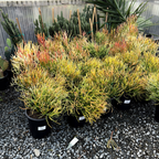 Sticks on Fire Milkbush