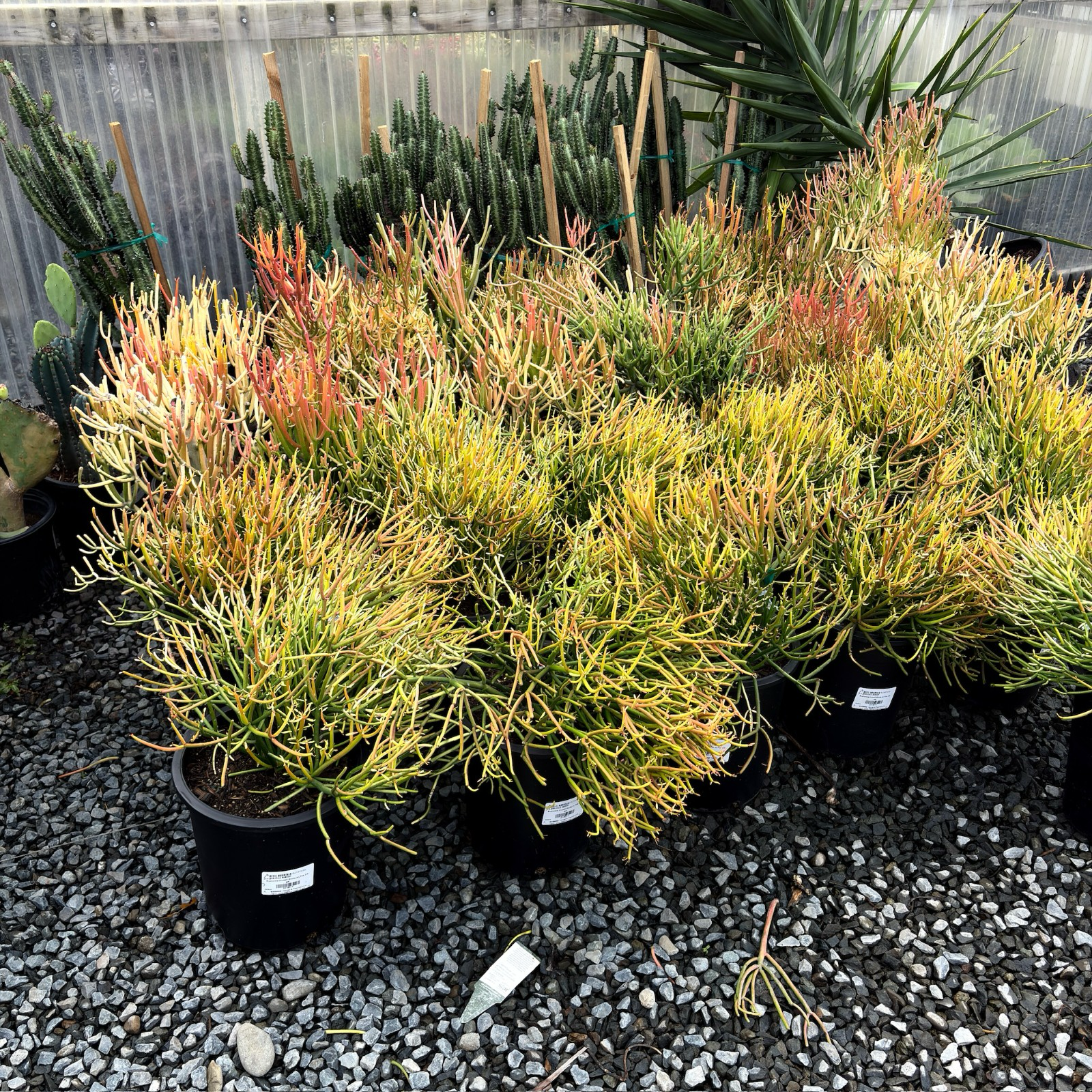 Sticks on Fire Milkbush