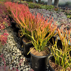 Sticks on Fire Milkbush