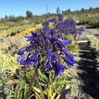 Storm Cloud Lily of the Niie