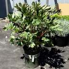 Strawberry Swirl Itoh Peony
