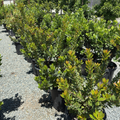 Strawberry Tree