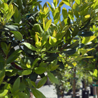 Strawberry Tree