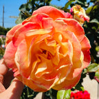 Strike It Rich Grandiflora Rose
