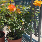 Strike It Rich Grandiflora Rose