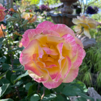 Strike It Rich Grandiflora Rose
