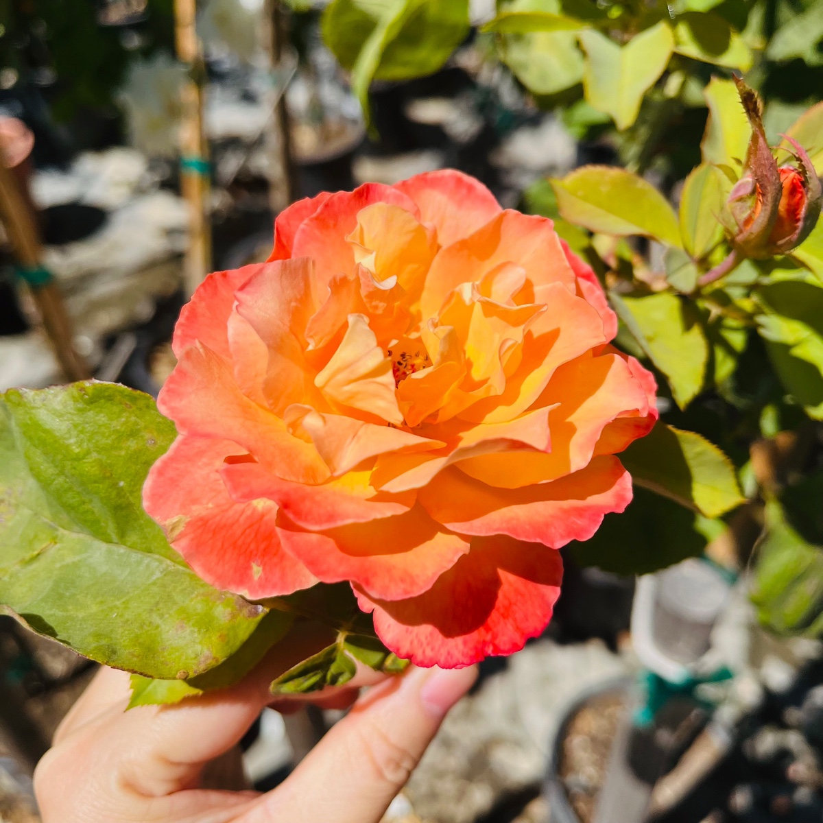 Strike It Rich Grandiflora Rose