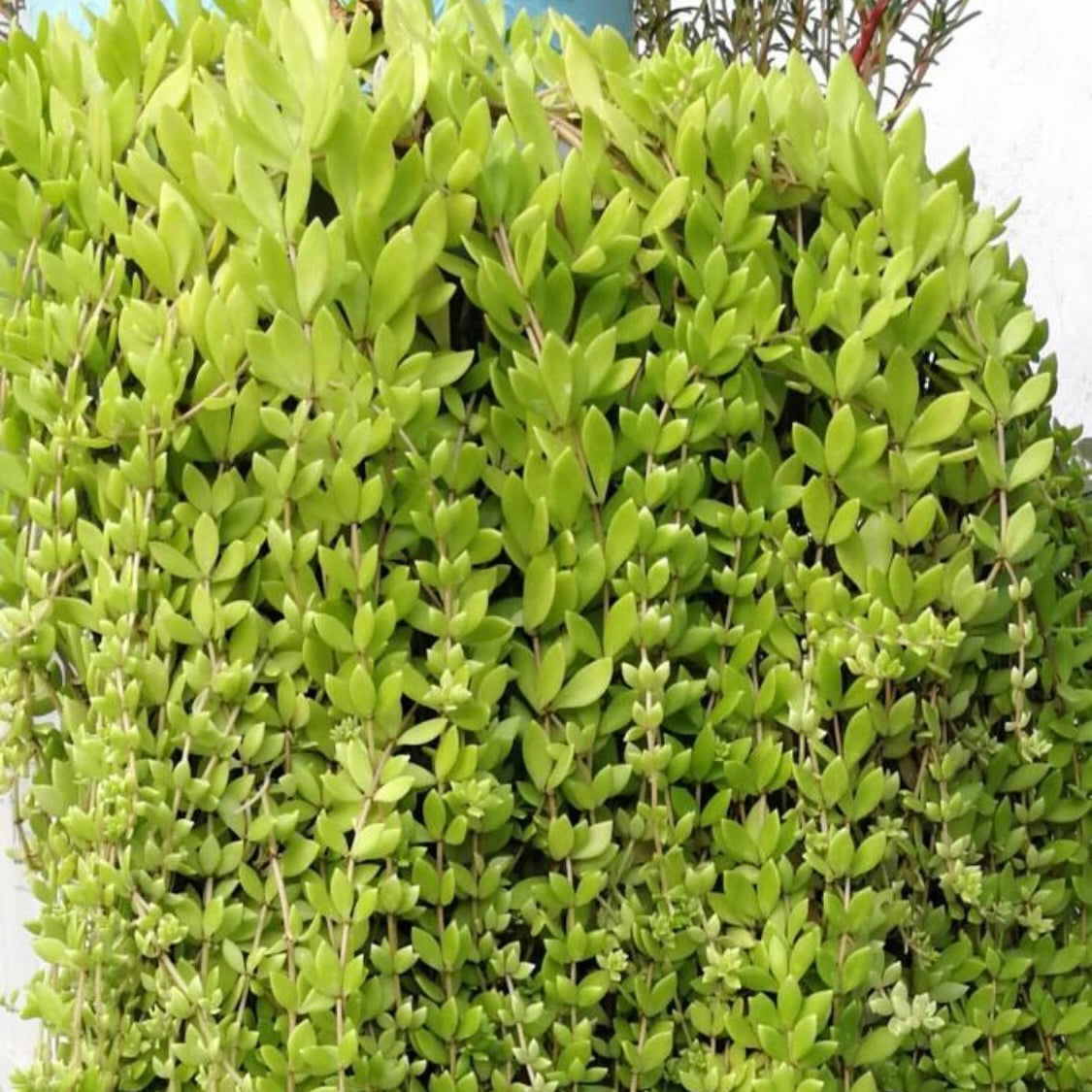 Close-up of a green leafy Stringy Stonecrop plant with a blurred background