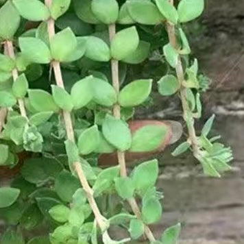 Close-up of a green Stringy Stonecrop plant with a blurred background
