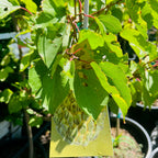 Sugar Apple